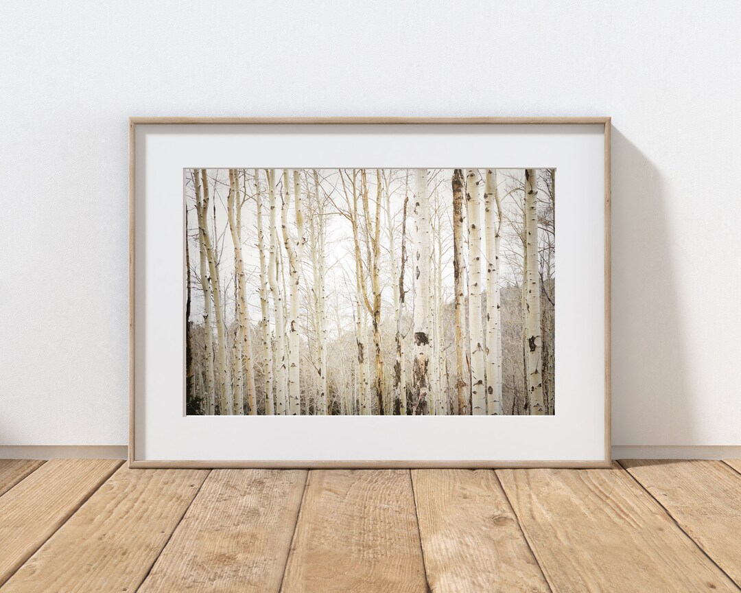 Aspen Trees Photography Print, Rustic Farmhouse Decor, Cabin Decor ...