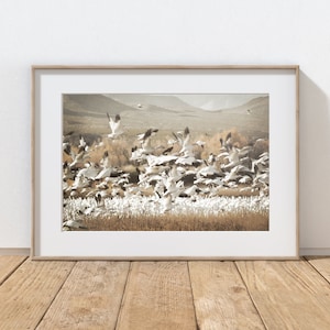 Birds Photography Print, Rustic Farmhouse Decor, White Geese, Fall Foliage, Wall Art, Southwest Bird Art, New Mexico Lake,  Autumn Landscape