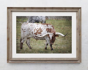 Texas Longhorn Cattle Photography Print, Farmhouse Decor, Rustic Home Decor, Farm Animals, Country Cow Art, Pennsylvania Summer Landscape