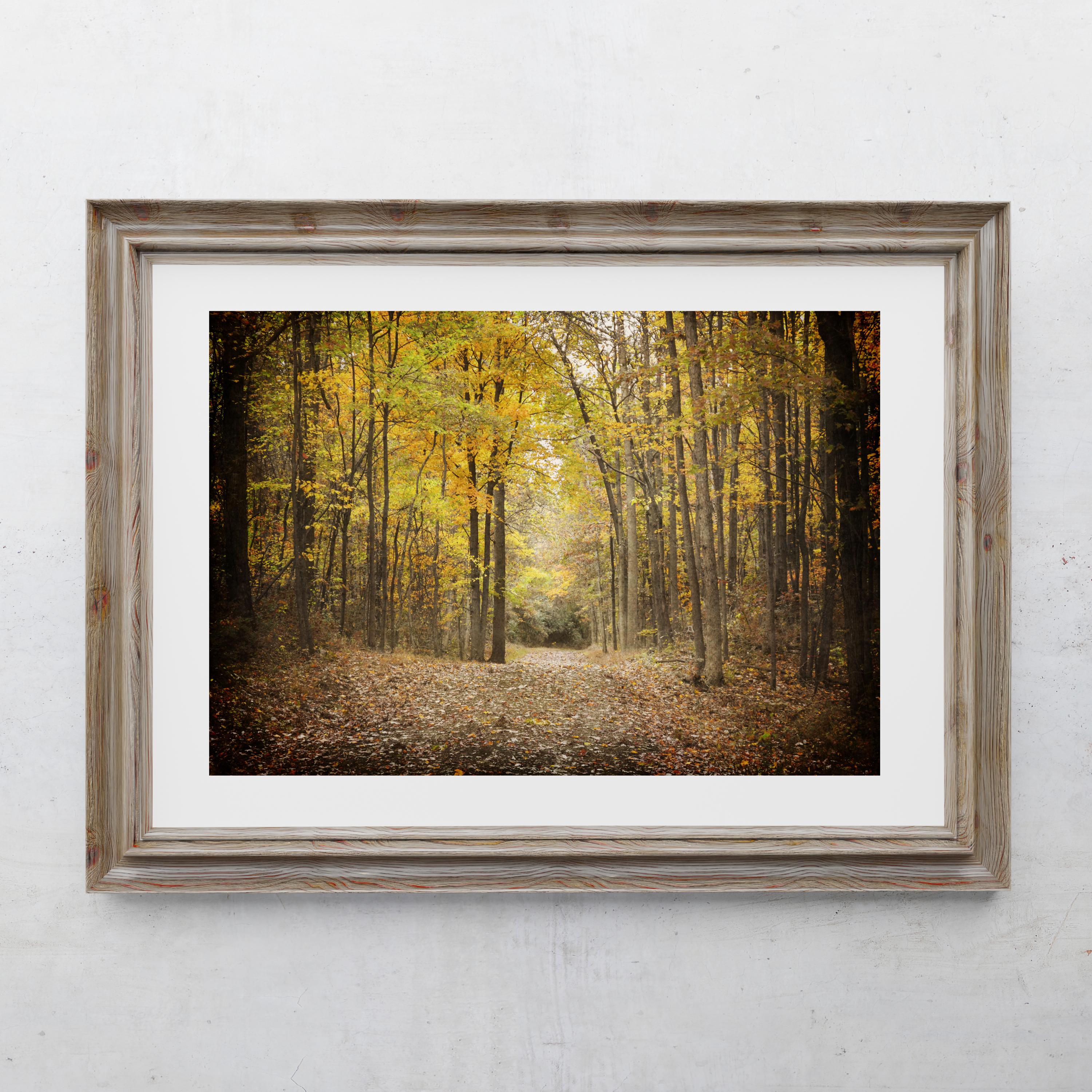 Forest Path Photography Print, Farmhouse Decor, Home Decor, Woodland Art, Hiking Trail, Fall Foliage Trees, Pennsylvania Autumn Landscape