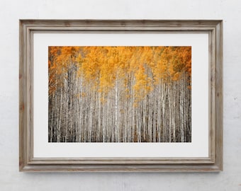 May include: A framed print featuring a vibrant autumn forest scene. The image showcases a dense grove of tall, slender trees with white trunks, topped by a canopy of bright yellow and orange leaves. The frame is a rustic, light brown wood.