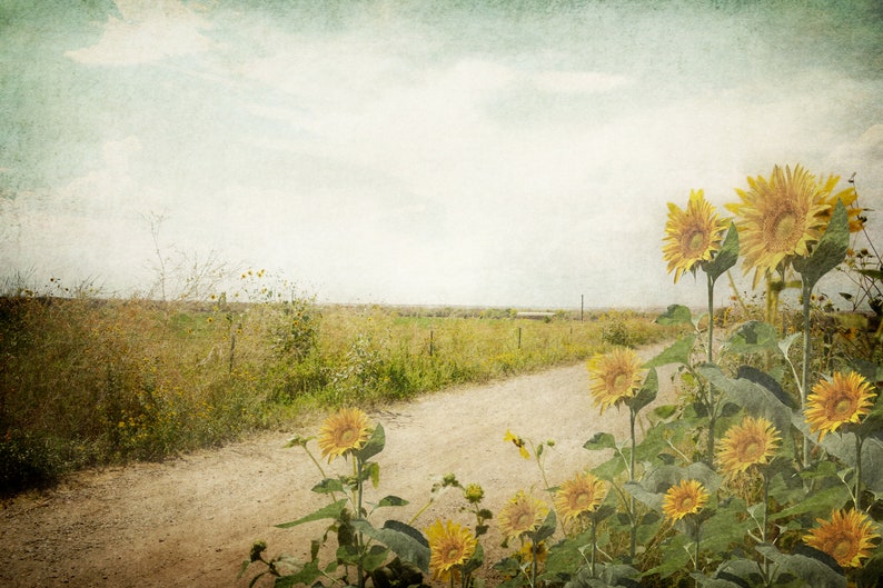 Puede incluir: Un camino de tierra serpentea a trav&eacute;s de un campo de flores silvestres y hierba alta, que conduce a un horizonte lejano. Los girasoles florecen en primer plano, sus p&eacute;talos amarillos mirando hacia el sol.
