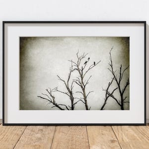 Crow Photography Print, Farmhouse Decor, Raven Art, Rustic Home Decor, Black Birds Branch, Dark Forest, Old Tree Art, Winter Landscape