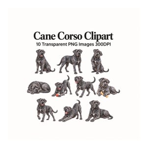 May include: A collection of ten digital illustrations featuring black Cane Corso dogs in various poses, including sitting, lying down, and playing with toys. The text Cane Corso Clipart 10 Transparent PNG Images 300DPI is displayed at the top.