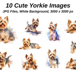 Yorkshire Terrier Yorkie Clipart. 10 High Quality JPGs on WHITE background. Digital Paper Digital Planner Watercolor. Digital Download