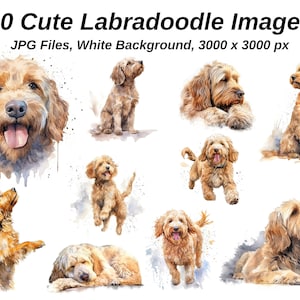 Clipart Labradoodle. 10 JPG de haute qualité sur fond BLANC. Papier numérique Digital Planner Aquarelle. Téléchargement numérique