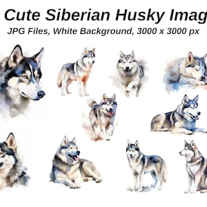 Siberian Husky Clipart. 10 hochwertige JPGs auf WEISSEM Hintergrund. Digitales Papier Digitaler Planer Aquarell. Digitaler Download