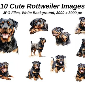 Rottweiler Clipart. 10 hochwertige JPGs auf WEISSEM Hintergrund. Digitales Papier Digitaler Planer Aquarell. Digitaler Download