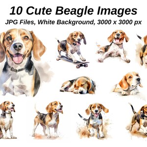 Beagle Clipart. 10 hochwertige JPGs auf WEISSEM Hintergrund. Digitales Papier Digitaler Planer Aquarell. Digitaler Download