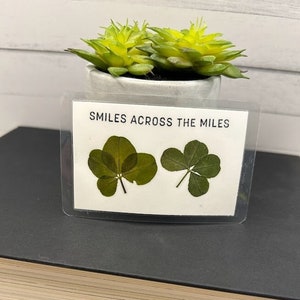 Lot de 2 TRÈFLES À QUATRE FEUILLES | Feuille de trèfle naturelle | Cadeau de mariage naturel | Cadeau porte-bonheur de l'amitié | Trèfle porte-bonheur de mariage | Portefeuille Porte-monnaie