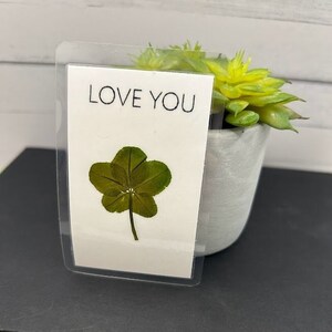 TRÈFLE À 5 FEUILLES | Cueillir à la main | trèfle sauvage | trèfle séché | Fleurs séchées pressées | trèfle porte-bonheur | Fleurs créatives | Les fleurs portent chance