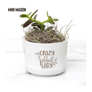 Plant Lover Desk Plant, Variegated Cactus Coworker Gift Ideas, Cute Indoor Hardy Plant Gift For Plant Lovers, Rare Succulents Gift
