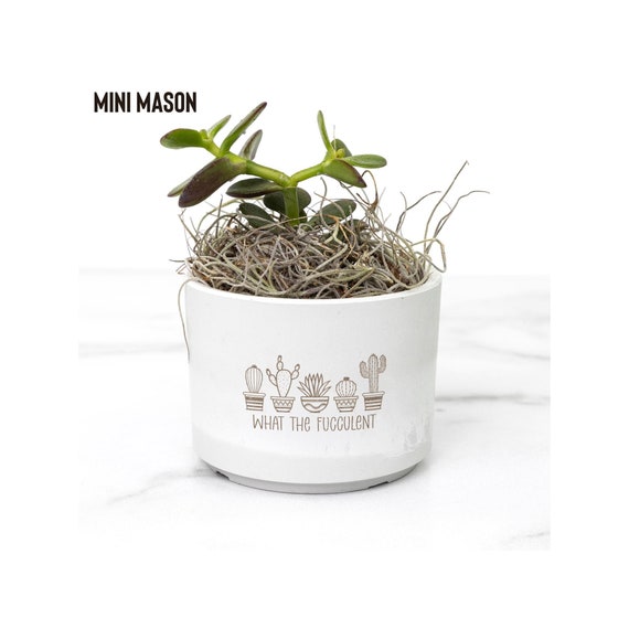 Succulent/Fucculent Funny Desk Plants - Coworker Gift Idea - House Warming Gift - Gift Exchange - Great Gift For Any Plant Lover Bestie Gift