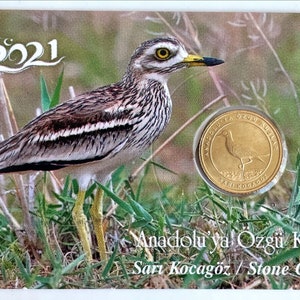 Turkey Turkiye 1 Kurus 2021 Native Birds of Anatolia - Stone Curlew Commemorative Copper in its Folder UNC