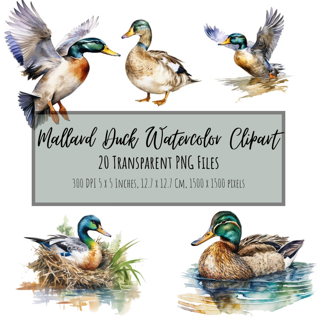 Mallard Duck Life Cycle Clipart Download - Clipart 4 School