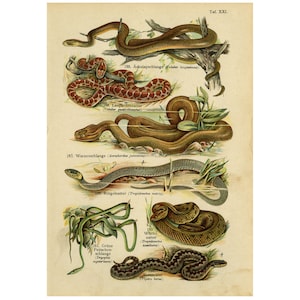Antique Print of Common Adder, Grass Snake, Ratsnake and Aesculapian Snake by A. Schleyer - 1890 - Digital Download - High Resolution 300dpi