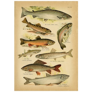 Puede incluir: Una ilustración vintage de nueve tipos diferentes de peces, incluyendo salmón, trucha y trucha ártica. Los peces se representan en un estilo realista con marcas y colores detallados. La ilustración está etiquetada con los nombres científicos de cada pez.