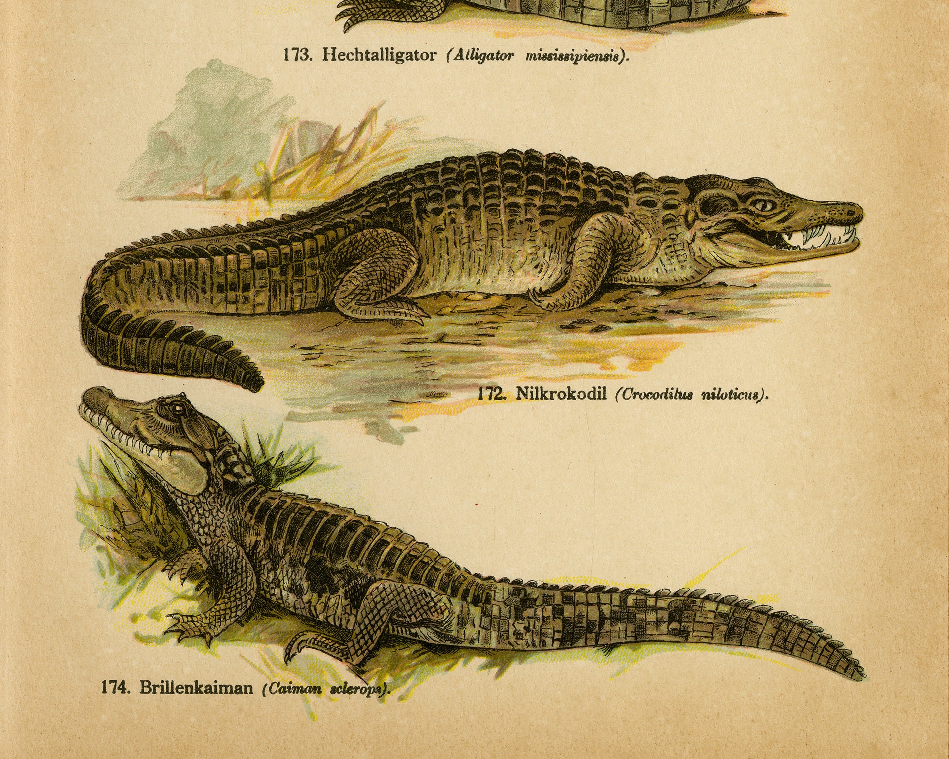 Antique Print of the Gharial, American Alligator, Nile Crocodile