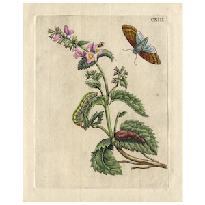 May include: An antique illustration of a plant with pink flowers and green leaves. A green and red caterpillar is crawling on the plant, and a brown and blue butterfly is flying above it. The image is labeled "CXIIL."