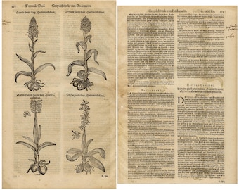 1618 Antique Orchid Botanical Print | Vintage Floral Art (Digital Download)