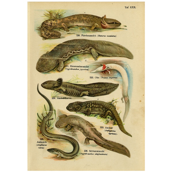Impression ancienne de salamandre géante du Japon, axolotl, mudpuppy et Olm par Aug. Schleyer - 1890 - téléchargement numérique - haute résolution 300 dpi