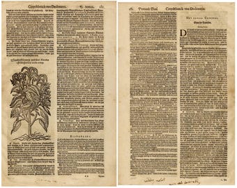 1618 Botaniczny druk amarantusa | Antyczna sztuka zielnika (pobranie cyfrowe)