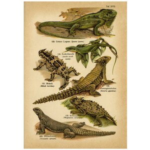 Pode incluir: Uma gravura zoológica de estilo vintage em papel envelhecido apresentando seis espécies distintas de lagartos. As ilustrações incluem uma iguana, um anolis, um moloch, um lagarto-de-cinturão-gigante, um lagarto-de-chifres e um lagarto-espinhoso.