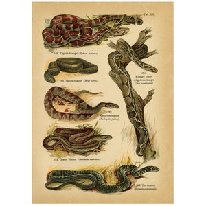 Könnte beinhalten: Eine Illustration verschiedener Schlangenarten, darunter eine Tigerschlange, eine Sandschlange, eine Königsschlange, eine Katzenschlange, eine Glatte Natter und eine Grasschlange. Die Illustration stammt aus einem Buch mit dem Titel "Taf XX."