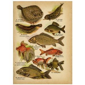 Antique Print of the Turbot, Common Carp, Goldfish and Common Sole by August Schleyer - Digital Download - High Resolution 300dpi