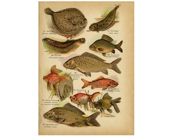 Antique Print of the Turbot, Common Carp, Goldfish and Common Sole by August Schleyer - Digital Download - High Resolution 300dpi