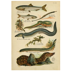 Antique Print of Moray, Electric Eel, Sardine, Seahorse and Seaweed Pipefish by August Schleyer - 1890 - Digital Download - High Res 300dpi