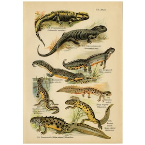 Antique Print of Alpine Salamander, Fire Salamander, Alpine- and Great Crested Newt by August Schleyer - Digital Download - High Res 300dpi