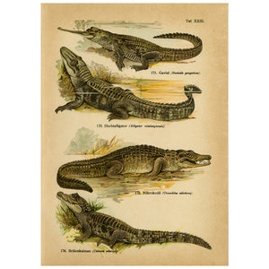 Op de afbeelding: Een illustratie van vier verschillende soorten krokodillen: Gavial, Hechtalligator, Nikrokodil en Brillenkaiman. De illustratie is afkomstig uit een vintage boek en toont gedetailleerde tekeningen van de krokodillen in hun natuurlijke leefomgeving.