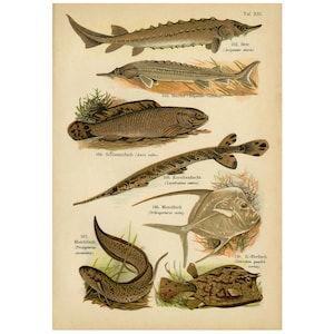 Antique Print of the Sturgeon, Sterlet, Bowfin, Mola and Longnose Gar by August Schleyer - Digital Download - High Res 300dpi