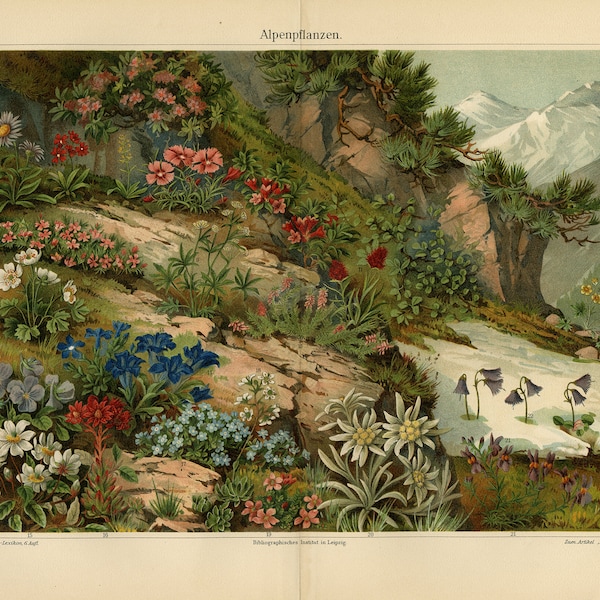 Antique Print of various Alpine plant species by Joseph Meyer 1895 - Alpenpflanzen - Digital Download - High Resolution 300dpi