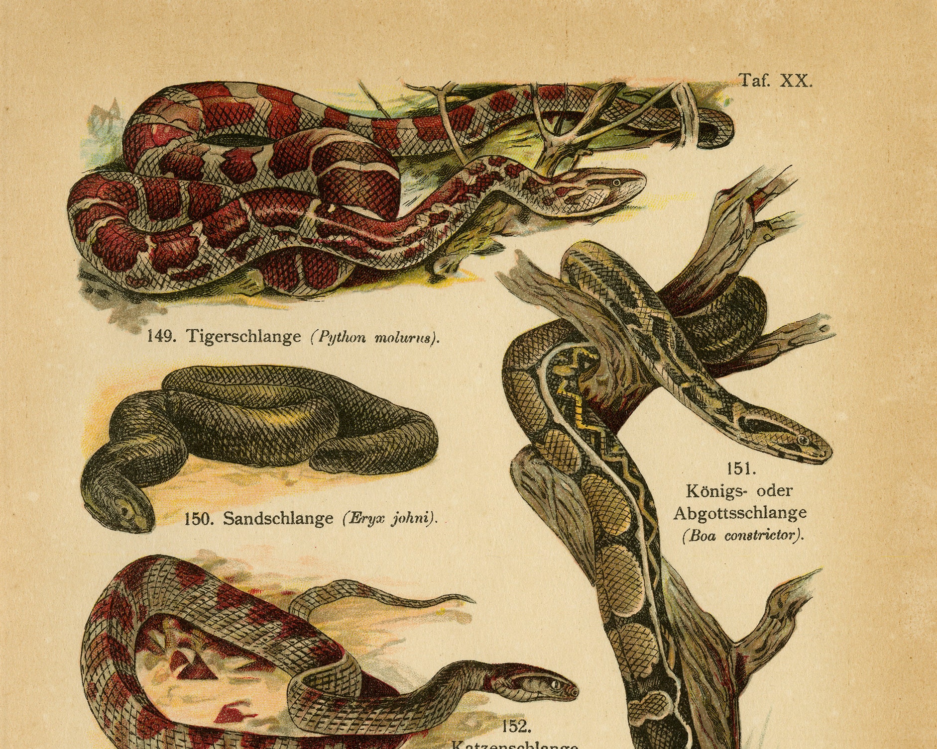 Antique Print of the Indian Python, Boa Constrictor, Smooth Snake and ...