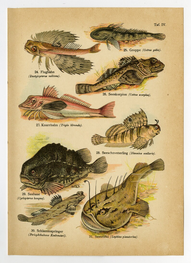 Antique Fish Print, Flying Gurnard, Angler, Sea Scorpion (digital ...
