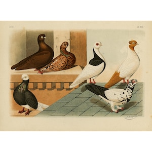 May include: A vintage-style illustration featuring six pigeons with varied plumage, including solid brown, mottled brown, black and white, and white with orange markings. The birds are positioned on architectural ledges and tiled surfaces with text.