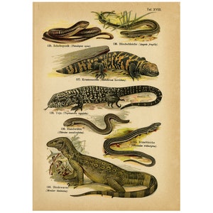 Antique Print of the Beaded Lizard, Gold Tegu, Monitor Lizard and Sheltopusik by August Schleyer - Digital Download - High Resolution 300dpi