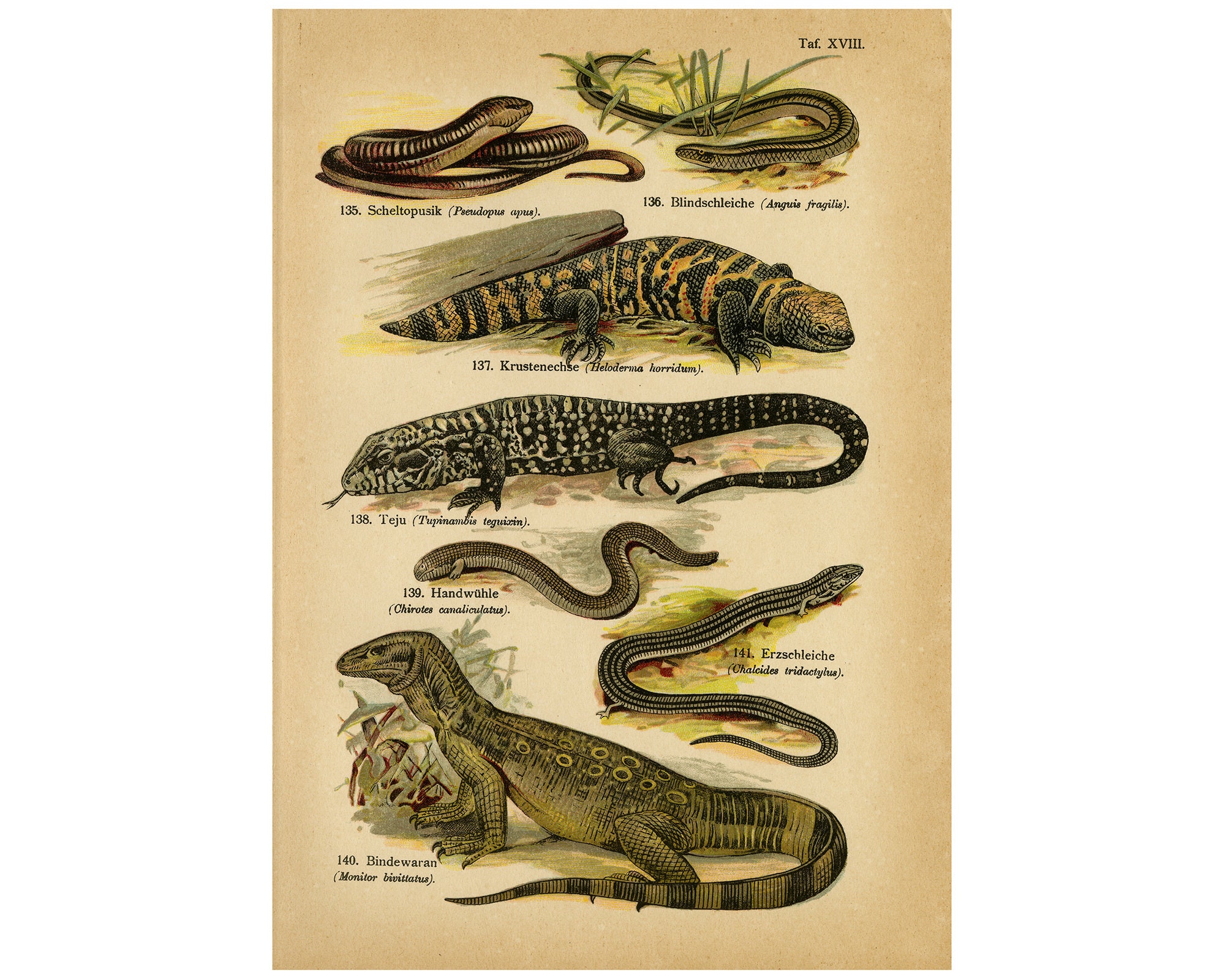 Antique Print of the Beaded Lizard, Gold Tegu, Monitor