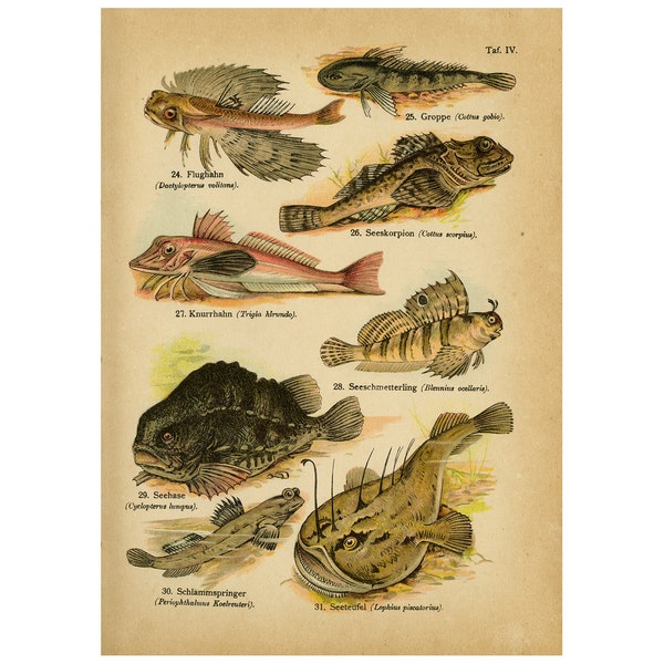 Antique Print of a Flying Gurnard, Sea Scorpion, Lumpsucker and Angler Or Sea Devil by August Schleyer - Digital Download - High Res 300dpi