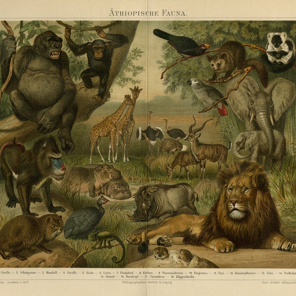 Antique Print of several animals in the Ethiopian fauna by Joseph Meyer 1895 - Äthiopische Fauna - Digital Download - High Res 300dpi