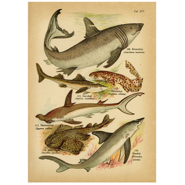 Impression antique du requin pèlerin, du requin marteau, du requin bleu et de l'aiguillat commun par August Schleyer - Téléchargement numérique - Haute résolution 300dpi