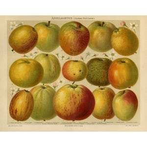 Pode incluir: Uma ilustração botânica vintage de 12 variedades diferentes de maçãs. Cada maçã é representada em detalhe, mostrando sua forma, cor e textura únicas. A ilustração é intitulada "Apfelsorten (Sistema Dietel-Lucas)".