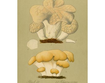 Antyczny botaniczny druk grzyba | Ilustracja grzyba z 1912 roku (pobranie cyfrowe)