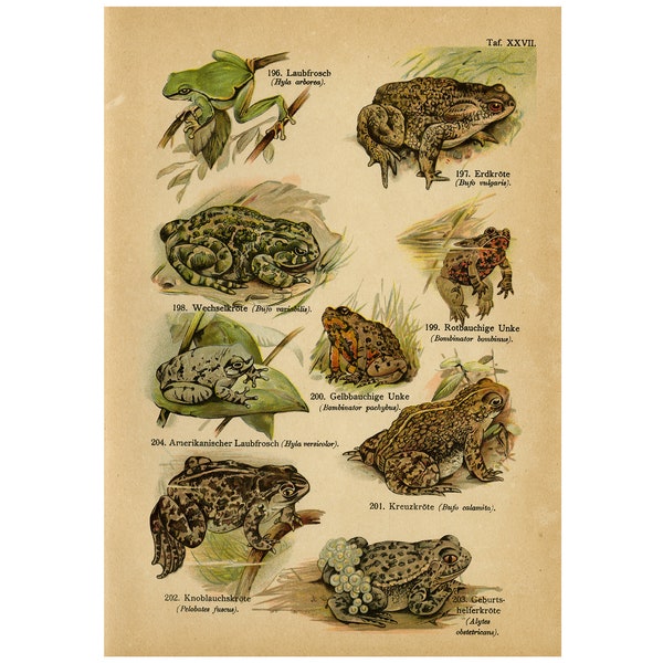 Antique Print of the European Tree Frog, Green Toad and European Fire-bellied Toad by August Schleyer - Digital Download - High Res 300dpi