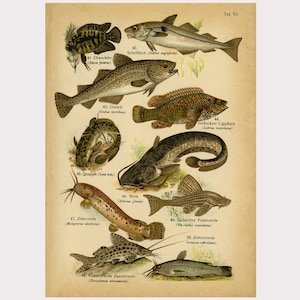 Antique Print of the Atlantic Cod, Wrasse, Wels Catfish and Brown Bullhead by August Schleyer - Digital Download - High Resolution 300dpi