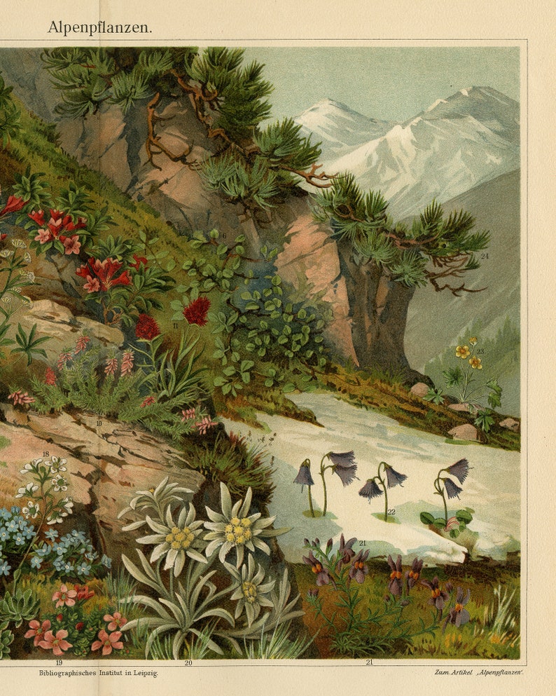 Antique Print of Various Alpine Plant Species by Joseph Meyer 1895 ...