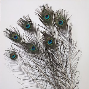 May include: A bunch of peacock feathers with iridescent blue and green eyespots. The feathers are arranged in a fan shape and have a white base.