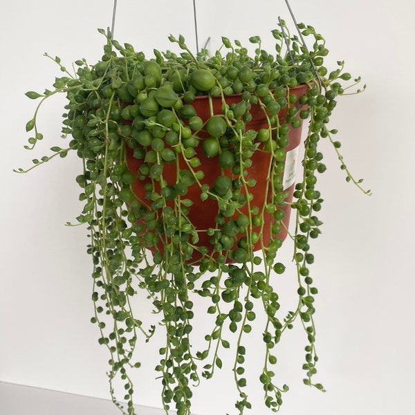 Full and Trailing String of Pearls - Curio Rowleyanus - Trailing Succulent, String of Beads, Necklace Plant